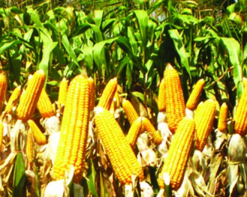 maize1